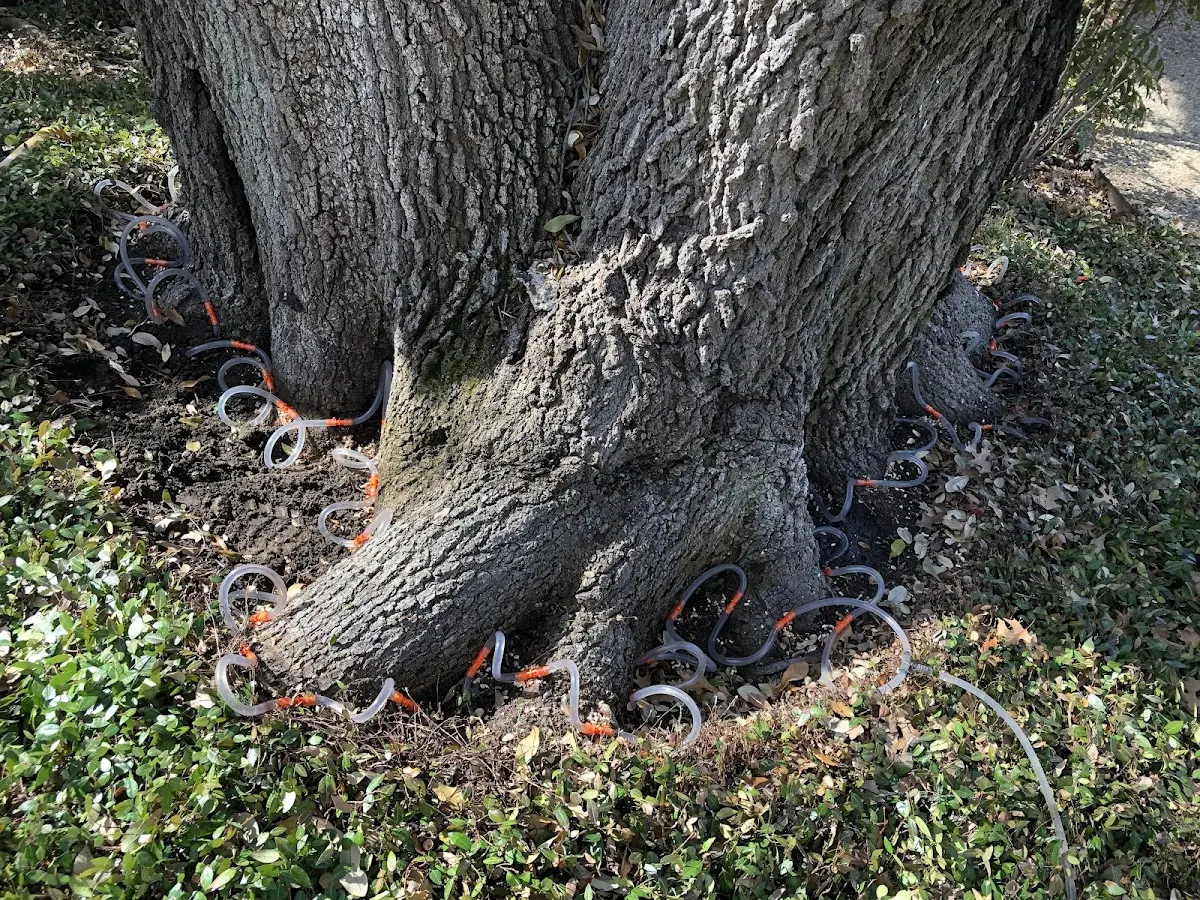Detailed Tree Cabling and Bracing job site in West Palm Beach