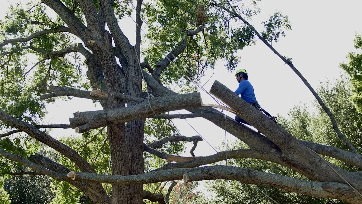 Professional Hazardous Tree Removal performed by certified arborists in West Palm Beach