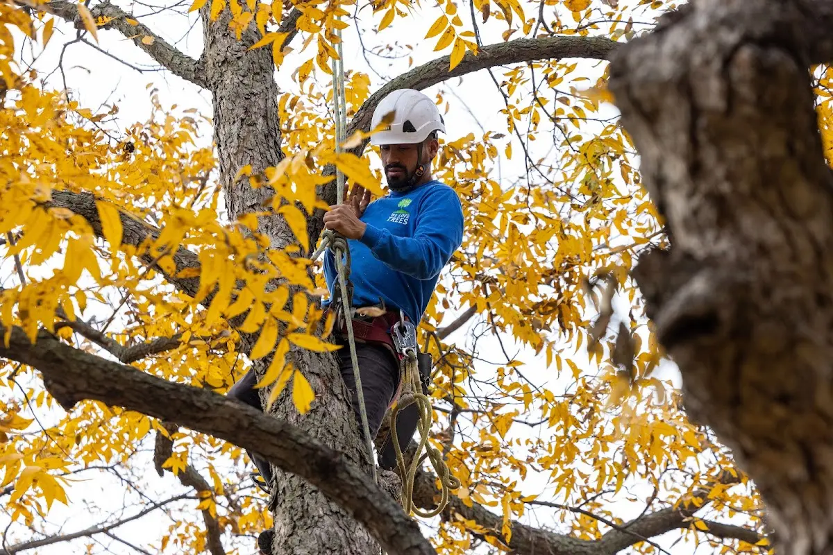 Skilled Tree Pruning crew working in West Palm Beach