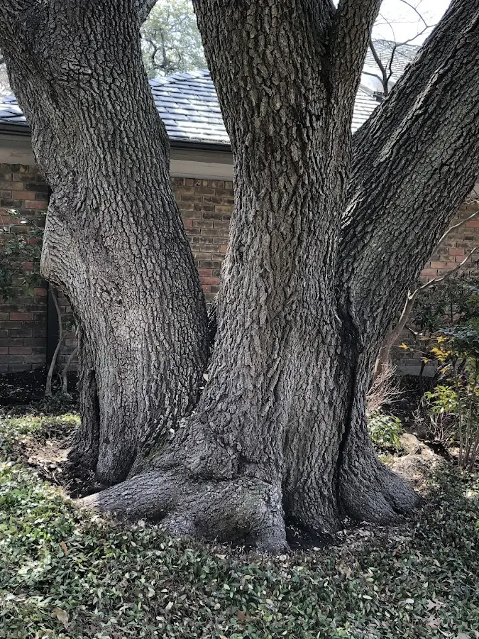 Mature heritage tree close to a West Palm Beach property cared for by certified arborists